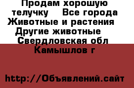 Продам хорошую телучку. - Все города Животные и растения » Другие животные   . Свердловская обл.,Камышлов г.